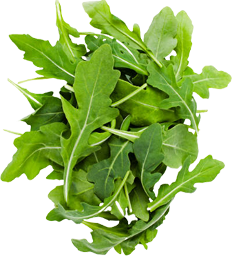 Ruccula
